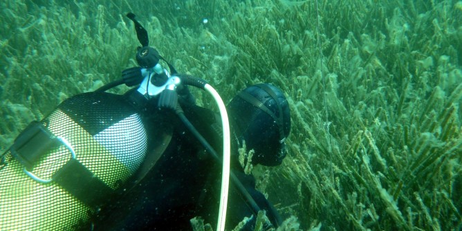 Biodiversit: ricercatori a confronto ad Oristano