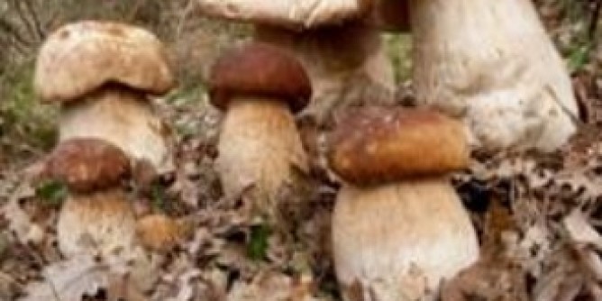 Arzachena: coppia intossicata dai funghi