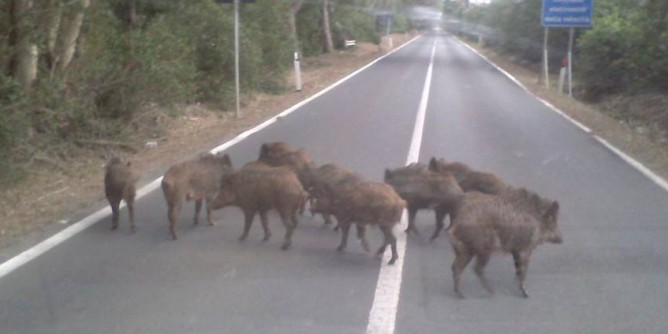 Oggi divieto di caccia al cinghiale