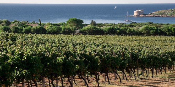 Alghero ha il primato di vigneti in Sardegna