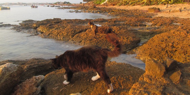 Randagismo e colonie feline: Piano regionale