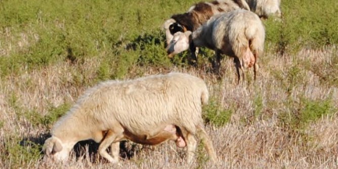 Malattia cervo: si allentano restrizioni