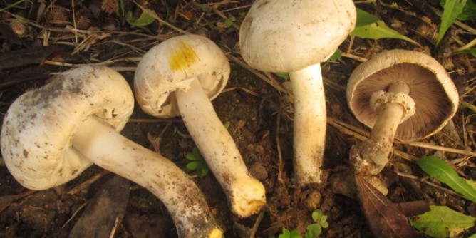 Funghi spontanei, tre intossicati