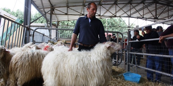 Pnrr, al via i bandi a cascata per comparto ovino