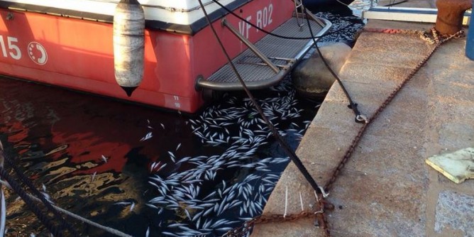 Porto Torres: tre quintali di pesce gettato in porto, pescatori multati