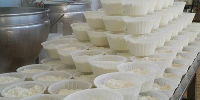 Ad Alghero la ricotta pi lunga del mondo