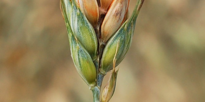 Filiera del Grano: accordi per 13 milioni