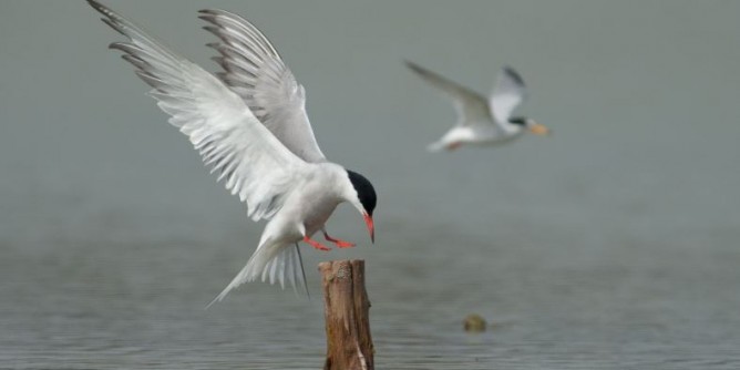 Lipu al <i>distretto</i>, lezioni sugli uccelli