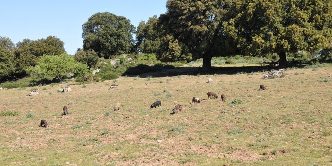 Campi devastati da cinghiali: allarme Confagricoltura