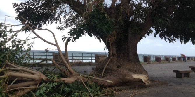 Vento su Alghero, albero <i>spezzato</i> ai Bastioni