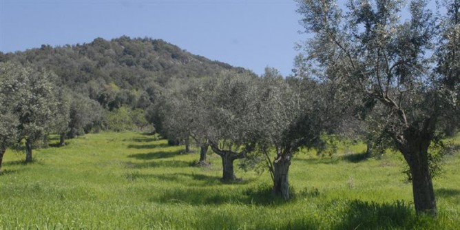 Camminata tra gli Olivi da Ittiri a Villacidro