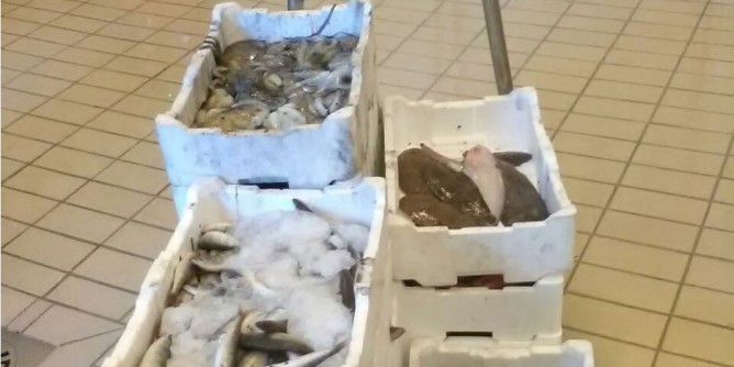 Pescheria abusiva a Porto Torres: sequestrati 70 chili di pesce