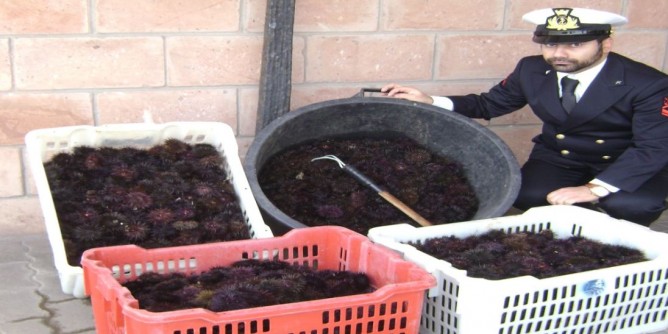 Castelsardo: multa e sequestro di 1500 ricci 