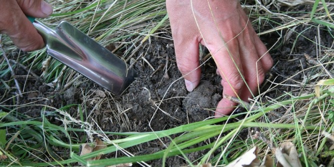 Tavolo tecnico per tartufo sardo