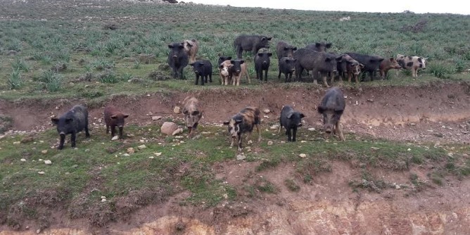 Peste suina, abbattutti altri 40 maiali bradi