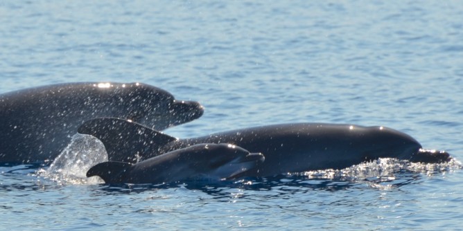 Delfini cuccioli nel golfo di Alghero