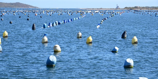 Ad Olbia gli Stati generali della filiera ittica