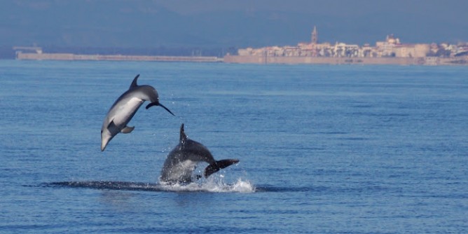 Sassari partner per la <i>IV</i> volta della Carta Pelagos