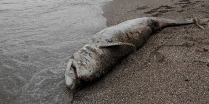 Carcassa di cetaceo spiaggiata a Porto Torres