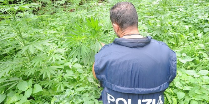 Marijuana illegale a Bitti: arresti