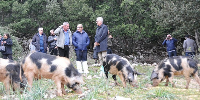 Peste suina, embargo a met della Sardegna