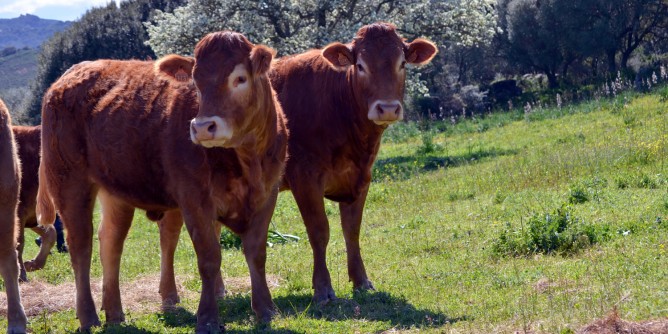 Tratta navale settimanale per gli animali