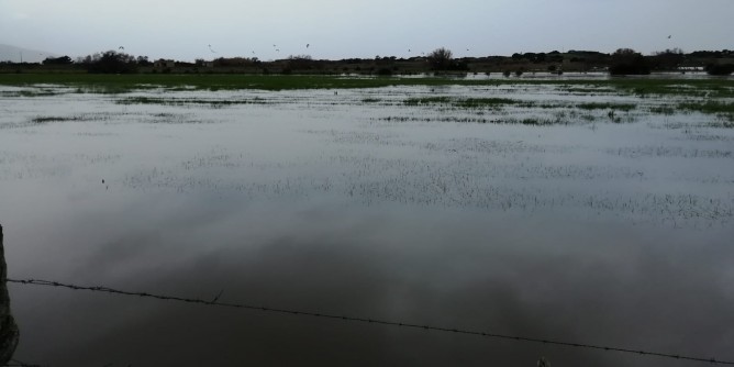 Campi allagati e arati dai cinghiali