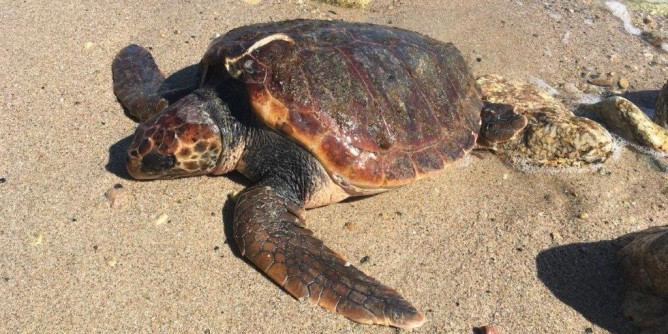 Budoni, recuperate tre tartarughe a rischio