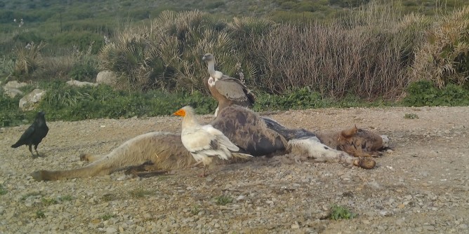 Capovaccai e grifoni a Porto Conte