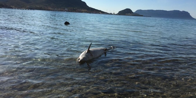 Carcassa di delfino rinvenuta a Golfo Aranci