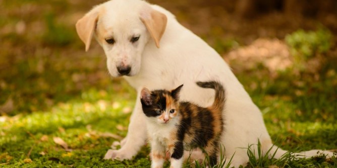 Sono oltre duemila i cani arsi vivi