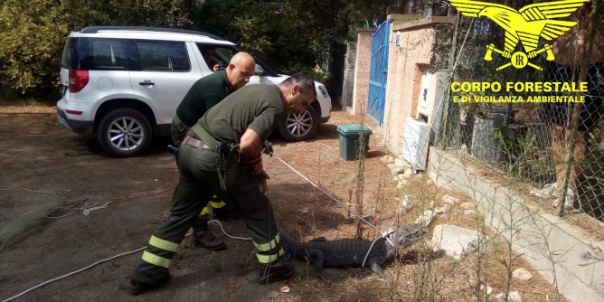 Caimano ritrovato a Cala Liberotto