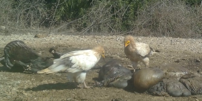 A Punta Cristallo il <i>primo</i> capovaccaio