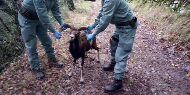 Gadoni: muflone soccorso