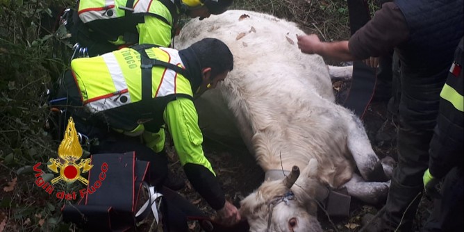 Animale nel dirupo: salvato dai Vigili del fuoco