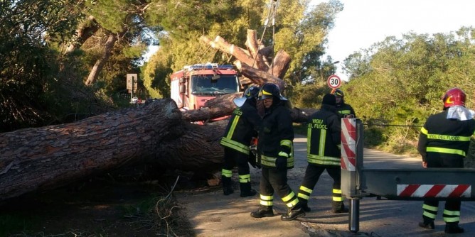 Pino gigante precipita sulla strada