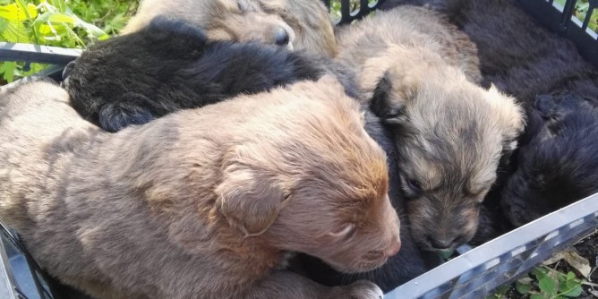 Microchip gratuiti per 40 cani a Sassari