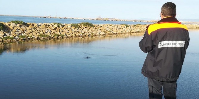 Delfino nel porto industriale di Porto Torres