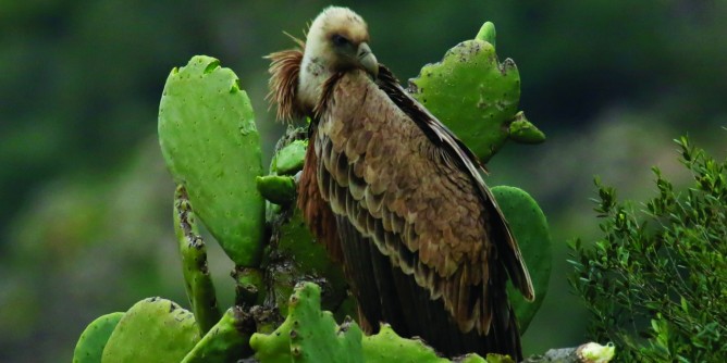 Grifone in Sardegna: tavola rotonda al Molentargius