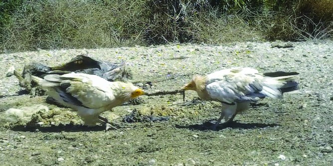 Capovaccaio, nuovo nato a Punta Cristallo