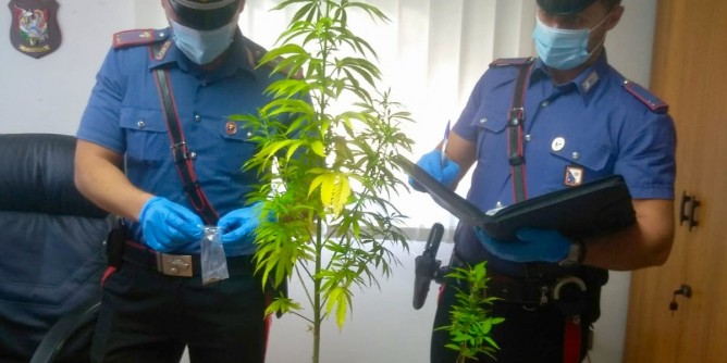 Cannabis in giardino: denunciato 36enne