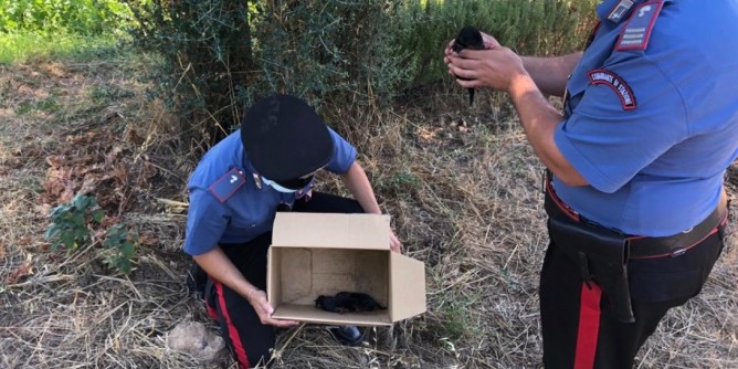 Carabinieri salvano cuccioli abbandonati