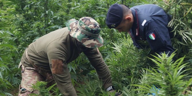 Piantagione di marijuana: un arresto a Macomer