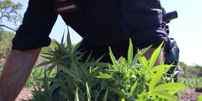 Piantagione marijuana a Gorroppu: arresto