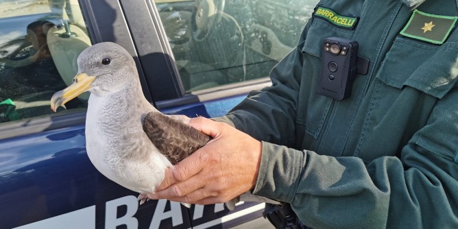 Berta <i>Maggiore</i> ferita a San Giovanni: foto