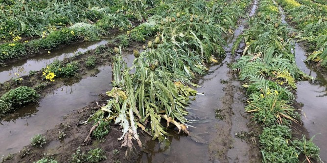 800ettari di carciofaie allagate nell´Isola