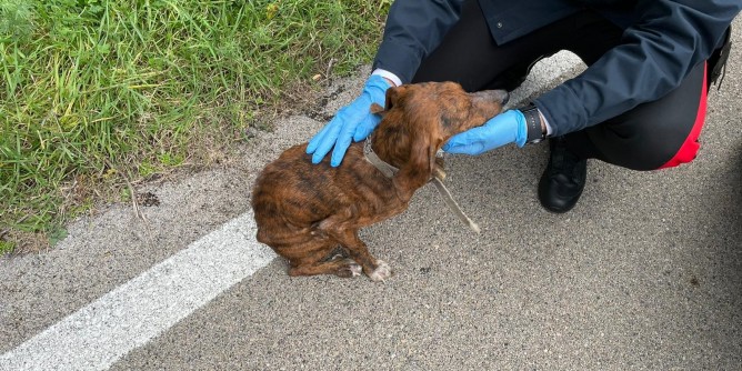 Roghi, a rischio centinaia di cani randagi