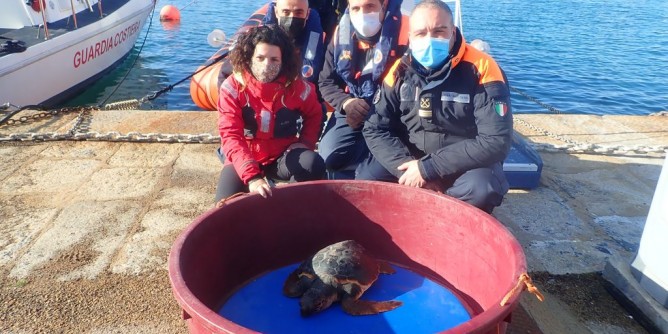 Salvata una Caretta caretta all´Asinara