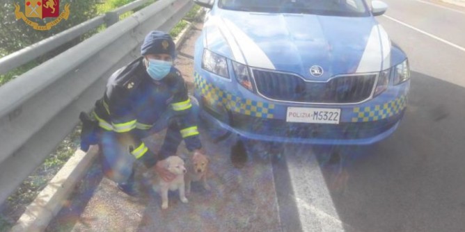 La Stradale salva cuccioli abbandonati