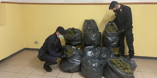 160 kg di marijuana in ovile: arrestato 31enne